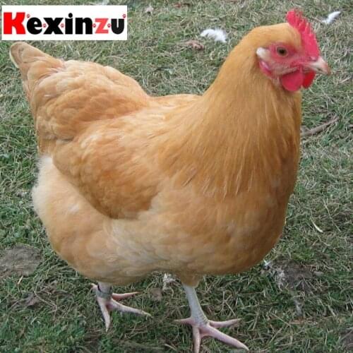 Kexinzu Full Square Diamond 5D DIY Diamond Painting"Animal"3D Embroidery Cross Stitch Rhinestone Mosaic Home Decor Gift Dp101