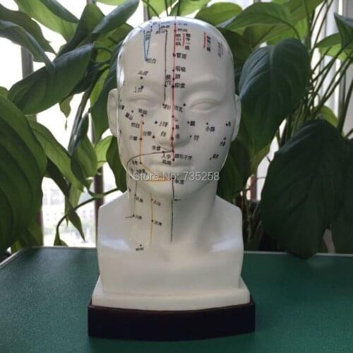 22cm head Acupuncture Point Model,Head Acupuncture Four function Model,Acupuncture Model