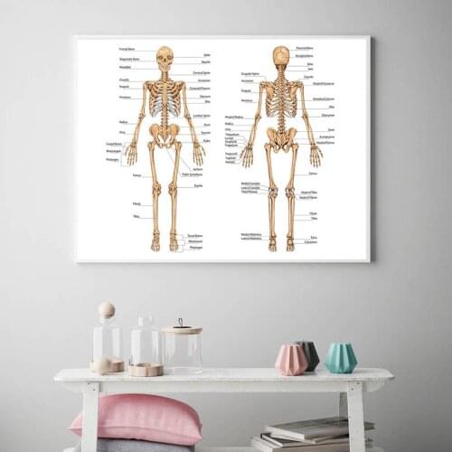Human Body Anatomy Canvas Wall Art Poster Print Skeletal Muscular System Didactic Board Picture Painting Study Room Decoration