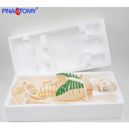85cm flexible skeleton model with base with nerves detachable arms and legs 1/2 reduced size anatomy model medical teaching tool