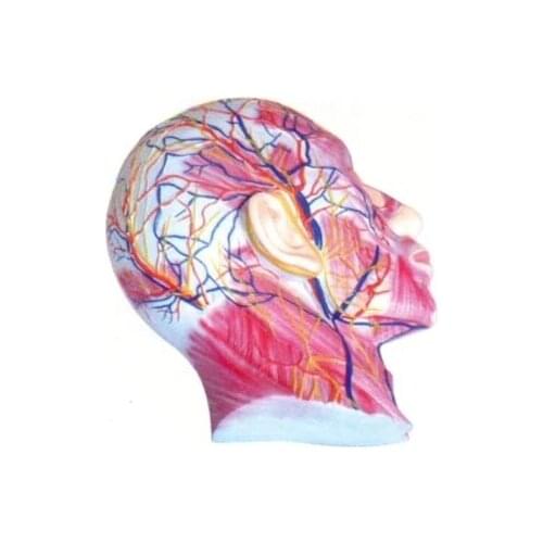Facial superficial muscle vascular model Medical teaching Human anatomy model 25*25*6cm free shipping