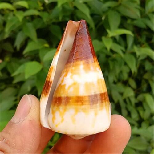 Natural Conch Shell Weasel Cono Fish Tank Aquarium Fish Tank Landscaping Specimen Conch Collection Home Window Decoration