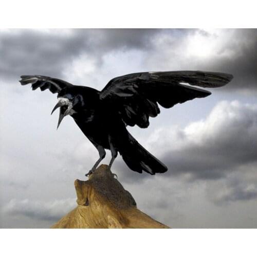 Black crow on stone Diy square full Diamond Painting cross stitch diamond mosaic embroidery canvas home decoration picture ZY111