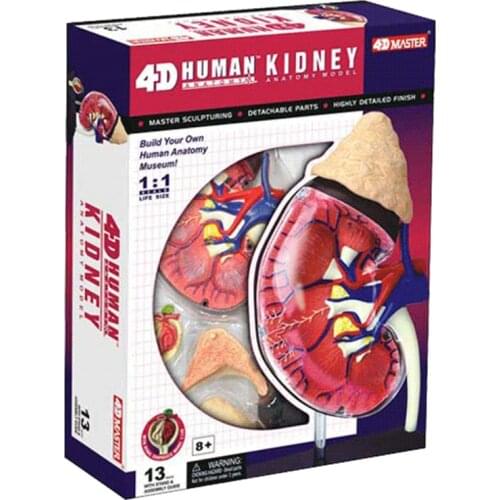4D MASTER puzzle assembly toy human kidney anatomical model medicine