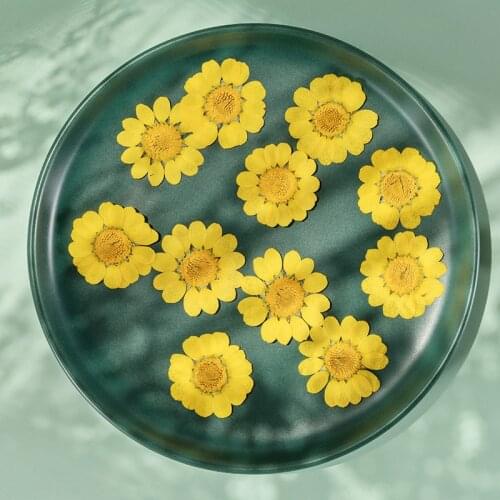 120pcs Pressed Dried Chrysanthemum multicaul Flower Plants Herbarium For Epoxy Resin Jewelry Making Makeup Nail Art Craft DIY