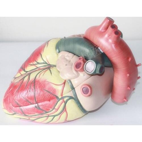 Medical ultrasound Cardiology heart model human heart anatomical model enlarged version of the heart