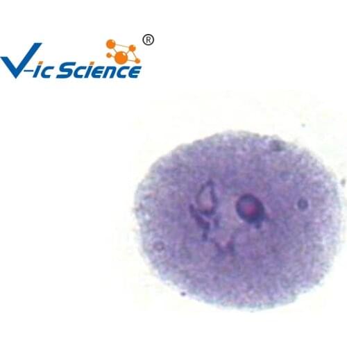 Onion anther sldies ,Medical educational 12Pcs plant Cell meiosis prepared slides