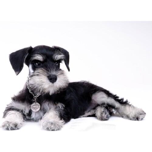 Diamond mosaic dog,hobby craft,diy,diamond embroidery,diamond painting Schnauzer cross stitch full square home decor L605