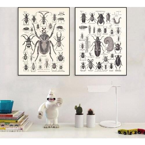 Vintage The Beetle Family Print Biology Education Poster From 1904 Encyclopedia Britannica Retro Wall Art Canvas Painting Decor