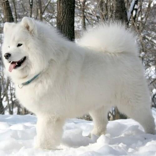 Full Diy Diamond Painting Embroidery Cross Stitch Snow dog Diamond Mosaic Needlework Art Decoration handcraft needlework AS909