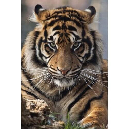 DIY 5D Diamond Painting Tiger Cross Stitch Kit Full Drill Diamond Embroidery Mosaic Needlework Patterns Rhinestone Home Decor