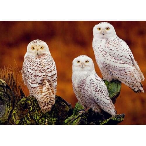 YIKEE diamond painting mirror White Ow,embroidery diamond mosaic,5d diamond painting full K664