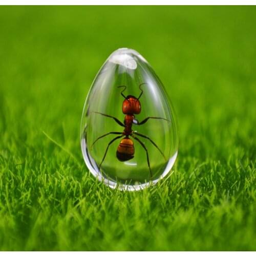 Pet Ant HD Acrylic Specimen Ant Nest Decoration Ant Farm Accessories Memorial Gift