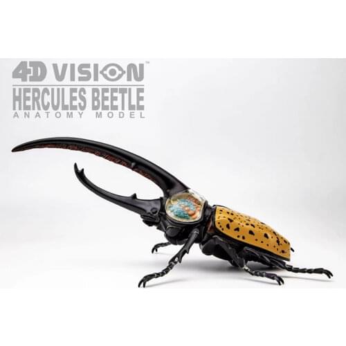 Rhinoceros Beetle Model 4D Puzzle Insect Anatomy Toys DIY Animal Products Biological Teaching Demonstration Gift