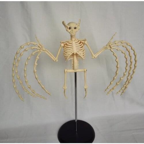 Bat Skeleton Model bat SkeletonAnatomy Mold