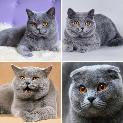 DIY 5D Diamond Painting Cat Mosaic Full Round Drill Diamond Embroidery Flower Cross Stitch Rhinestone Animal Wall Art Home Decor