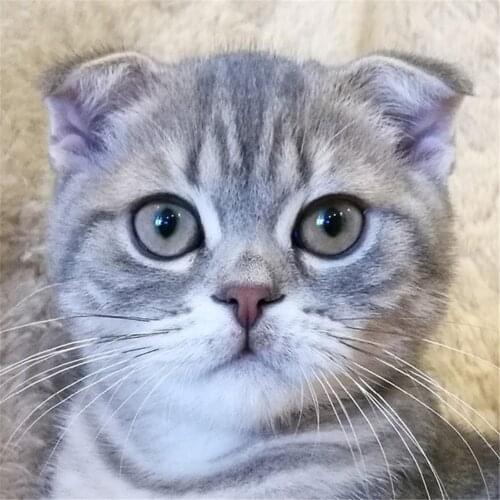 Animal Cat Printed Canvas 11CT Cross-Stitch DIY Embroidery Patterns DMC Threads Painting Hobby Handmade Knitting Sales Mulina