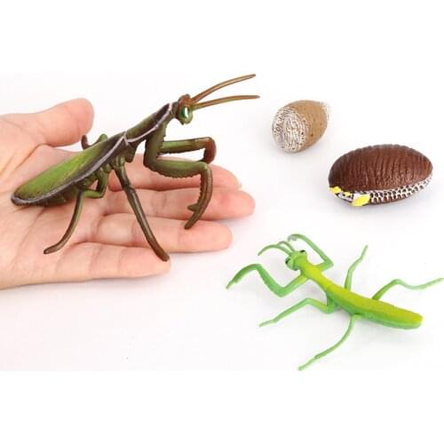 One Set Life Cycle Stages Insects Figures Teaching Accessories
