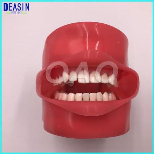 Dental Phantom Head for Dental School Teaching Model Standard tooth Model 28pcs Teeth Soft Gum Screw fixed DP Articulator