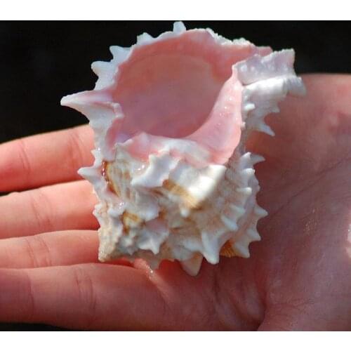 Natural conch fish tank aquarium Decoration