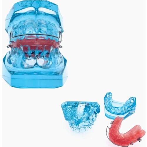 Dental Functional Orthopedic Bionator Removable Model 3006 Dental Teach Study Teeth Model