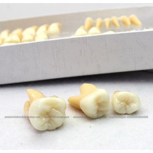 CMAM/12578 Dental- Detached tooth, Human Oral Dental Medical Teaching Anatomical Model