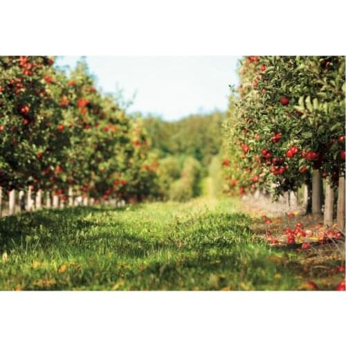 Beautiful Apple Tree Orchard Backdrop Holiday Photography Background Celebration Photo Booth Studio Decor