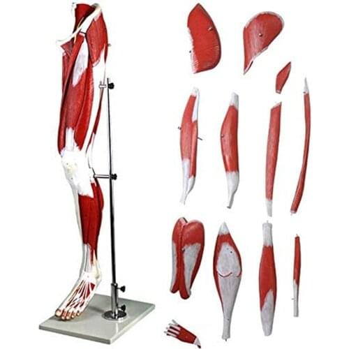 Human Leg Muscle Model Lower Limb Muscles Anatomical Model Vascular And Neuroanatomy Science Teaching View Model