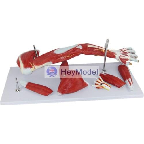 HeyModel Upper Extremity Muscle with Vascular Nerve Arm Muscle Model Human Movement System Muscle Anatomy Model