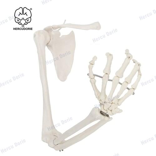 Scientific Human Arm Skeleton Model, Life-Size Anatomical Arm, Includes All Arm Bones Plus Clavicle, Scapula and Articulated Han