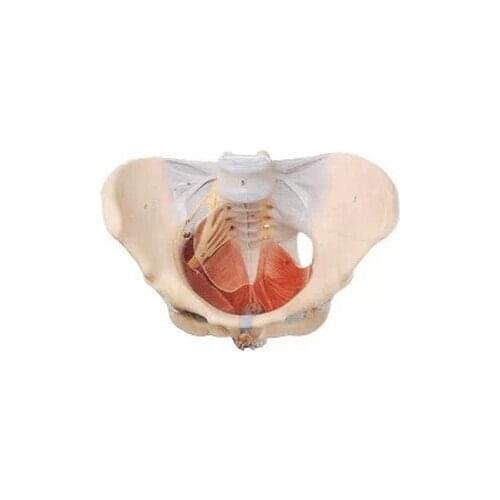 Human Skeletal Model Woman Pelvis Pelvic Floor Muscle 50 Signs 21*30*22 PVC Nerve Entrails Model Pelvic Girdle Neural Model