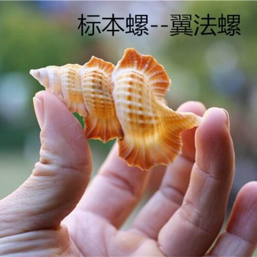 Free shipping Natural conch shell specimen snail fish tank landscaping gift decoration import rare collection Winged Frog Shel
