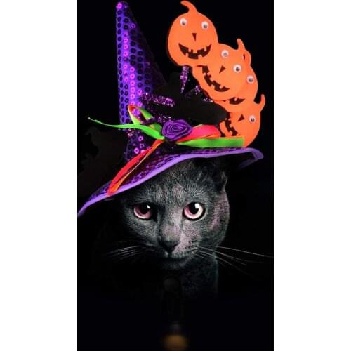 Funny Pumpkin Gecko Headgear Decorations Funny Pumpkin Hat for Cats or Dogs Funny Cat Headgear Halloween Hat for Dogs and Cats