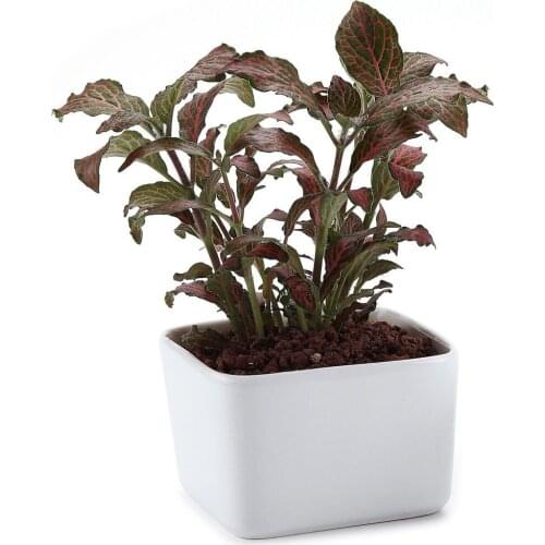 Ceramic White Square Succulent Cactus Plant Pot Flower Pot/container/planter