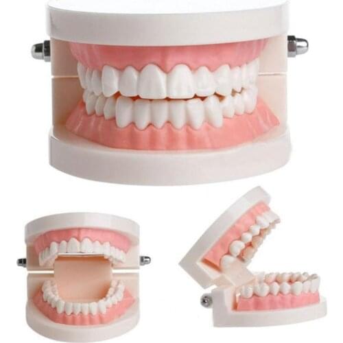 1 pcs Teeth Model Standard Dental Teaching Study Typodont Demonstration Tool