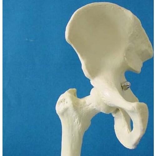Medical Teaching Human specimens 1:1 size hip joint Skeleton model free shipping