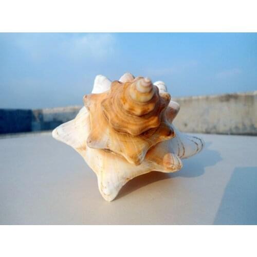 HappyKiss Natural winding conch shells decorate wedding shooting props Fish tank aquarium decorations Aquarium accessories