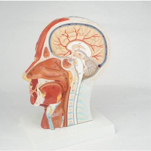 Median Section of Human Head & Neck Anatomical Model Medical Skeleton Anatomy Natural Life Size Teaching Resources