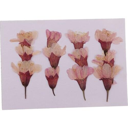 MagiDeal 12x Pressed Real Sakura Flower Dried Flowers DIY Phone Case Scrapbook Crafts for Making Greeting Card Craft Accessories