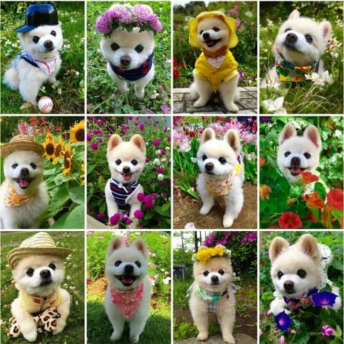 Evershine 5D Diamond Embroidery Dog New Arrival Diamond Painting Kit Mosaic Animals Crafts Cross Stitch Summer Home Decoration