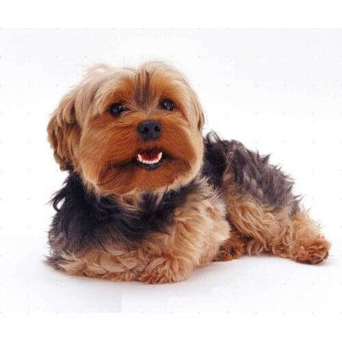 Full square round drill 5d diy diamond Painting Yorkshire Terrier Cross Stitch Rhinestone mosaic diamond embroidery L245