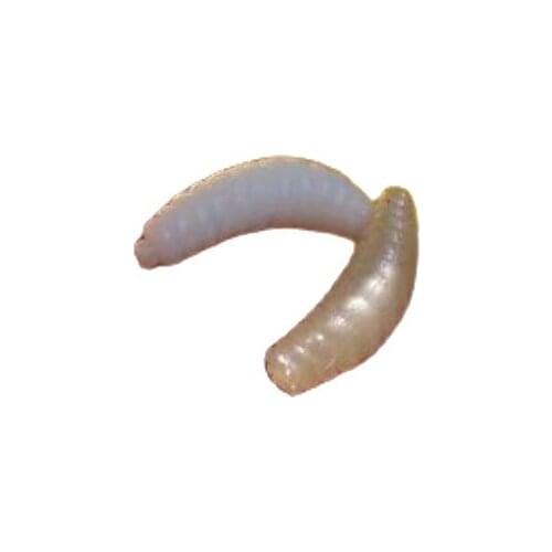 Bait fishing lure Artificial soft bread bug bionic grubs trout lure soft bait all for fishing ten pieces ship