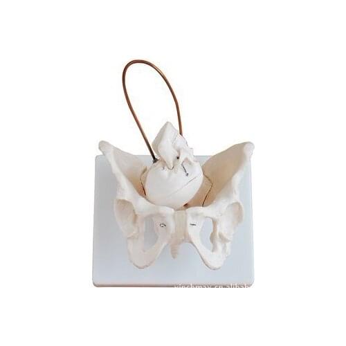 1:1 Medical Teaching Aid Baby Skull In Pelvis For Delivery Training Rare model of childbirth model for female Vintage in childbi
