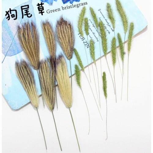 Setaria Herbarium Herbal Weed Craton Dried Flower Embossing Photograph Background Material