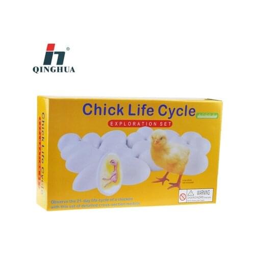 Simulation model toy gift Life history of chick chicken eggshell embryo growth plastic model toys