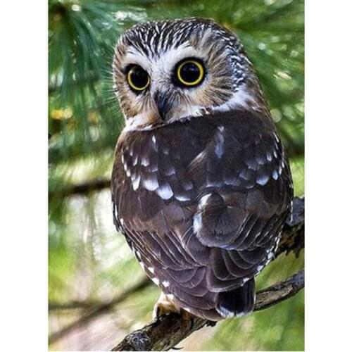 5D DIY Diamond Painting Square/Round Diamond Cartoon Painting Owl Scene Picture Cross Stitch Embroidery Decoration Craft WG3101