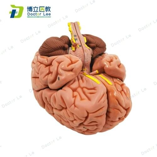 1: 1 Life Size 8 Parts Human Anatomical Soft Brain Pro Dissection Medical Organ Teaching Model