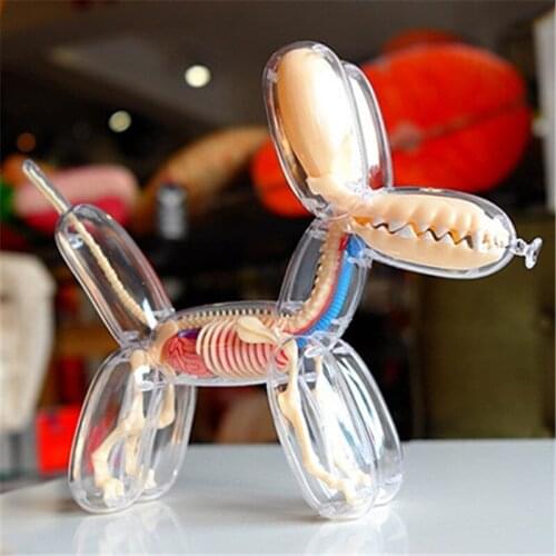 26parts 4d Big Balloon Dog Transparent Skeleton Model Perspective Bone Anatomy Puzzle Assembling Veterinary Toy