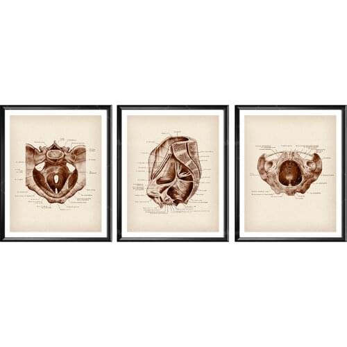 Anatomical Female Pelvis Vintage Poster Woman Anatomy Art Gynecologist Gift Gynecology and Obstetrics Prints Obstetrician Gift M
