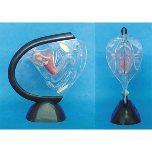 Simulation of Human Transparent Uterus Anatomy Medical Teaching Model